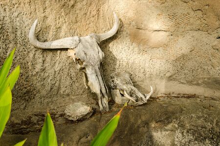 wildebeest gnu skull, Kruger park South Africaの写真素材