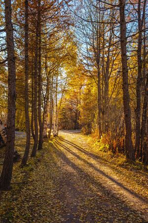 Tree forest in autumn yellow orange leaves on the ground, mountain Italyの写真素材