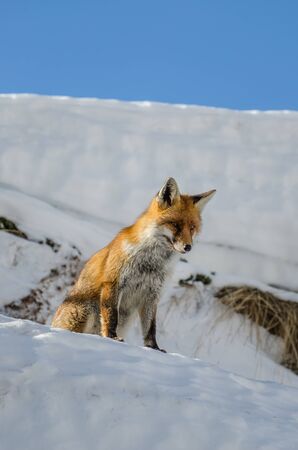 red fox in the snow, Italy, mountain Gran Paradiso parkの写真素材