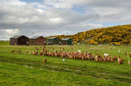 hen-house breeding ground in scotlandの写真素材