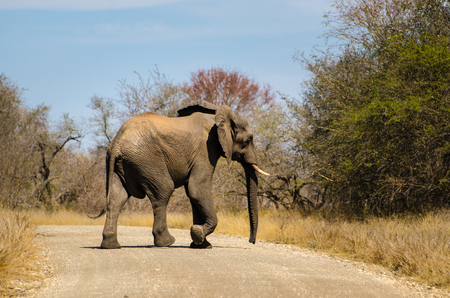 Elephants crossing dirt road, Kruger park, safari animal South Africaの写真素材