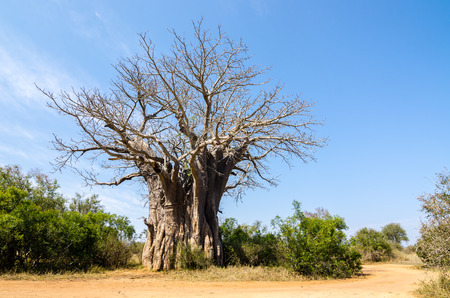 baobab kruger park south africa