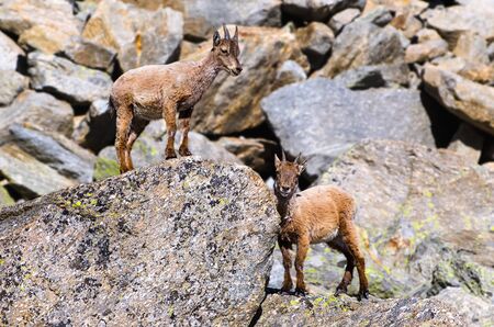 Young Ibex on the stone in Gran Paradiso national park fauna wildlife, Italy Alps mountainsの写真素材