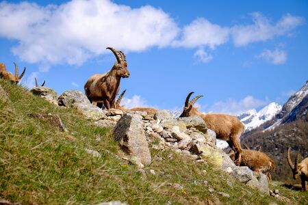 Group of adults Ibex on the stones with long horns in a summer sunny day. Gran Paradiso national park fauna, Italy Alps mountains, Europeの写真素材