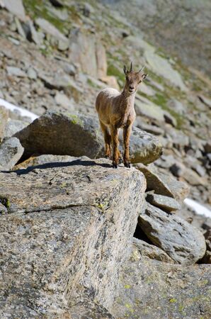Young Ibex on the stone in Gran Paradiso national park fauna wildlife, Italy Alps mountainsの写真素材