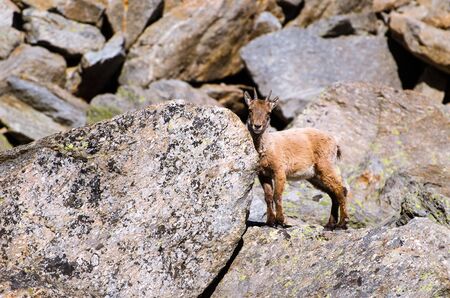 Young Ibex on the stone in Gran Paradiso national park fauna wildlife, Italy Alps mountainsの写真素材