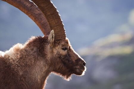 Old Ibex close up portrait backlight. Gran Paradiso national park wildlife wildlife, Italy Alps mountainsの写真素材