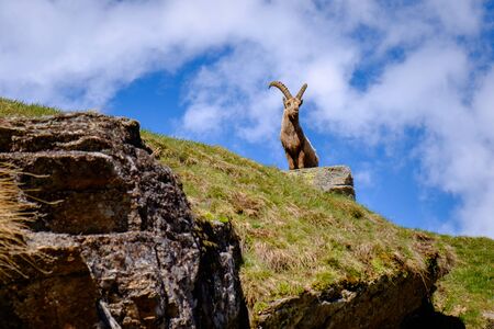 Ibex with long horns on the stone in Gran Paradiso national park wildlife wildlife, Italy Alps...