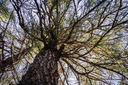 Bottom view of tall firs tree in a forest, branches and trunks, up sky forest.の写真素材