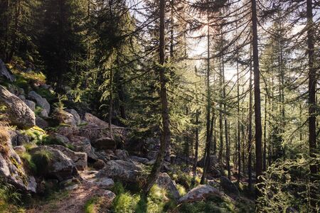 Forest of tall larchs and fir trees. Surrounding forest. Gran Paradiso National Pak, Ceresole Reale,italian alps, Piedmont, Italy.の写真素材