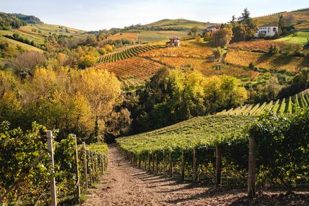 Langhe vineyards hills landscape in autumn with beautiful orange and yellow colors. Viticulture of Dolcetto, Nebbiolo and Barbera red wine. Tourism in Europe, travel destination. Piedmont, Italy landmark.の写真素材
