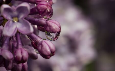Lilac blooms with rain water forming dropsの写真素材