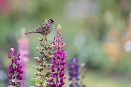 A small bird sitting on a snap dragon in a flower gardenの写真素材
