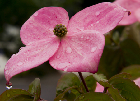Single pink flower from a Japanese Dog Wood covered in rain dropsの写真素材