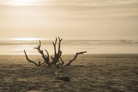 Sunset at the beach with a tree snag in front of the beach.の写真素材