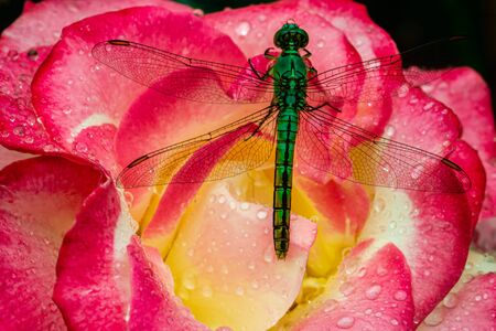 A iridescent green Dragon Fly, Anisoptera, sitting on a Rose drinking water.の写真素材