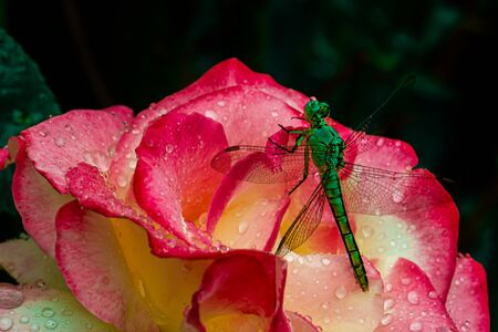 A iridescent green Dragon Fly, Anisoptera, sitting on a Rose drinking water.