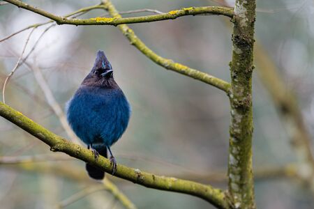 Bright blue Steller Jay perched on a branch looking around for food.の写真素材