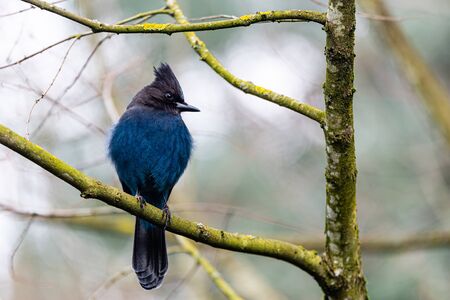 Bright blue Steller Jay perched on a branch looking around for food.の写真素材