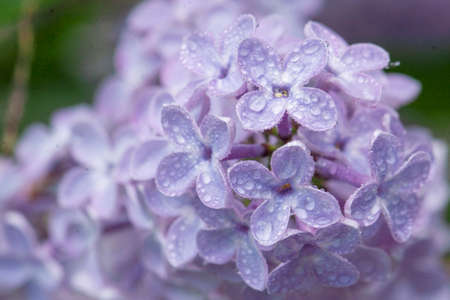 Close up view of a Lilac bloom after some rain has covered the blossom.の写真素材