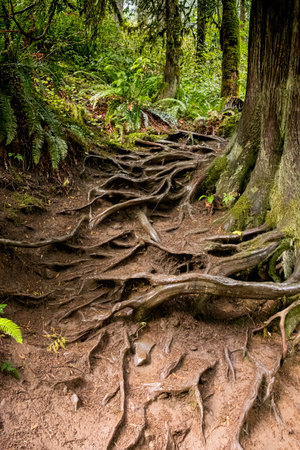 Tree roots make a stairway into the forest.の写真素材