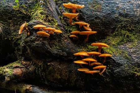 Several clumps of Orange Mushrooms on a rotting log at the edge of a waterfall pool
