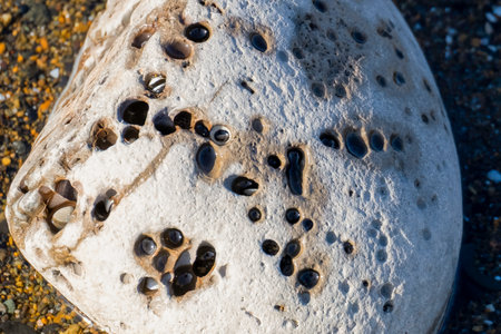 A rock on the beach with many smooth indentations.の写真素材