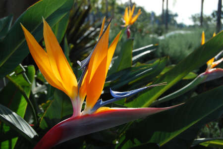 Bird of Paradise flower
