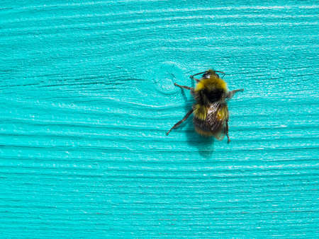 bumblebee on woodの写真素材
