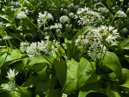 wild garlic flowersの写真素材