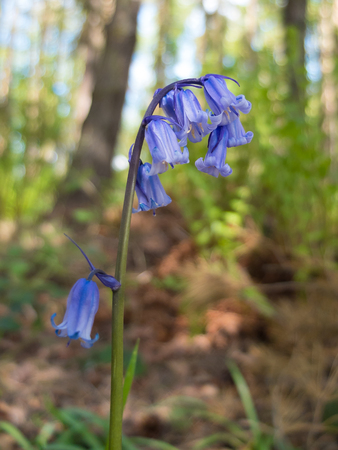 wild bluebells in dense woodlandの写真素材