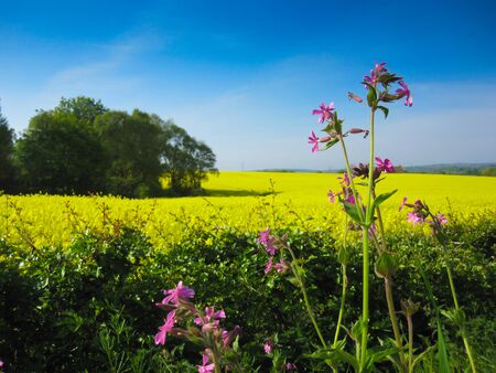 wildflowers and rapeseed fieldの写真素材