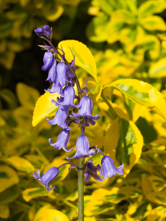 garden bluebells close upの写真素材