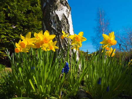 spring daffodils in sunshineの写真素材