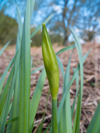 spring daffodil ready to bloomの写真素材