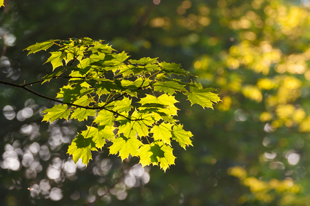 sunlit leaves on treeの写真素材