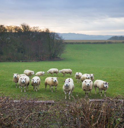 group of sheep in a farmの写真素材