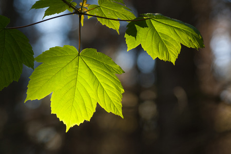 sunlit spring leavesの写真素材