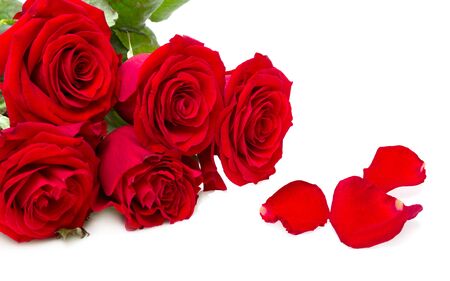 red roses isolated on a white backgroundの写真素材