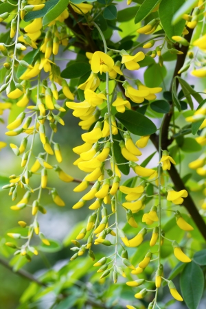 Golden Shower Tree, Purging Cassia, Golden Chain Tree, Indian Laburnum (Cassia fistula)の写真素材