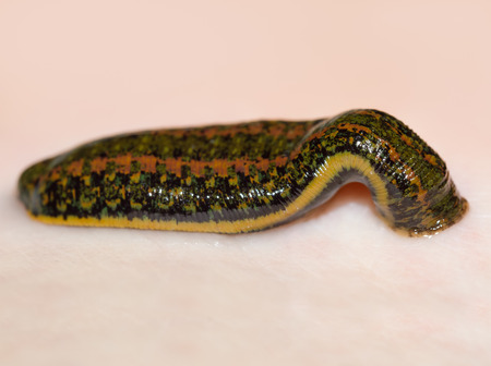 Medicinal Leech-hirudo medicinalis