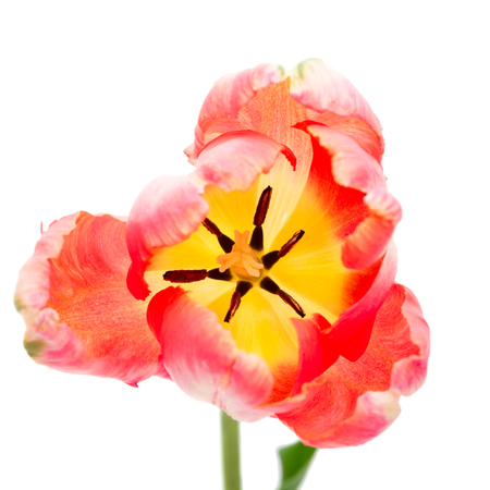 Pink Parrot Tulip isolated on whiteの写真素材