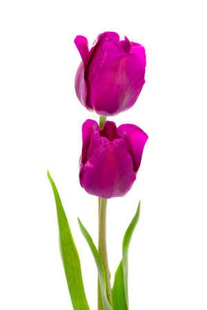 Beautiful purple tulips isolated on whiteの写真素材