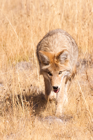 A young coyote stares into the camera as he walks toward it through tall, dead grasses, hunting for...