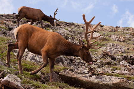 Two elk walk along a steep slope of green grass and many rocks. Both elk have large antlers covered in velvet. The closer of the two is licking his lips.の写真素材