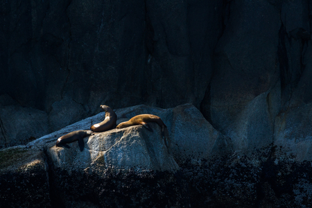 Three Stellar Sea Lions lay out on a rock above the high tide, marked by numerous barnacles below them on the rock. The sea lions found a very small section of sunlight to lay on an otherwise shady side of a small island off the coast or Seward, Alaska.の写真素材