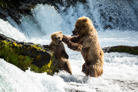A hungry mother bear teachers her cub that he needs to find his own food, and disciplines him for trying to eat her fresh catch from the Brooks River in Katmai National Park.の写真素材