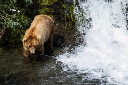 Boar brown bear walks down to the river next to a small waterfall, part of Brooks Falls in Katmai National Park, Alaska. The bear is coming down to catch fish during the salmon run in early July.の写真素材