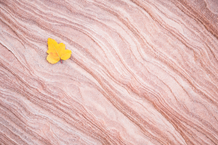 A small yellow leaf rests on a slab of red and white layered sandstone rock in Southern Utah.の写真素材