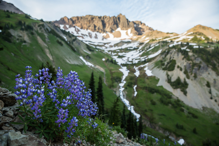 Shallow depth of field on purple lupine wildflowers below steep, rocky peak in the Gifford Pinchot National Forest. The last light is about to leave the high peaks at sunset and a bit of snow remains scattered about the cirque.の写真素材